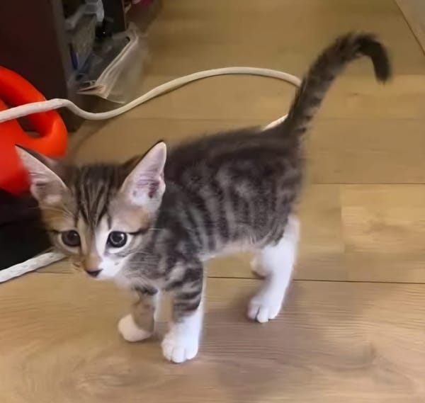 TIPPYTO A ADOPTER AVEC SA SOEUR COCOLA OU SEUL SI DÉJÀ UN CHAT PRÉSENT CHEZ VOUS