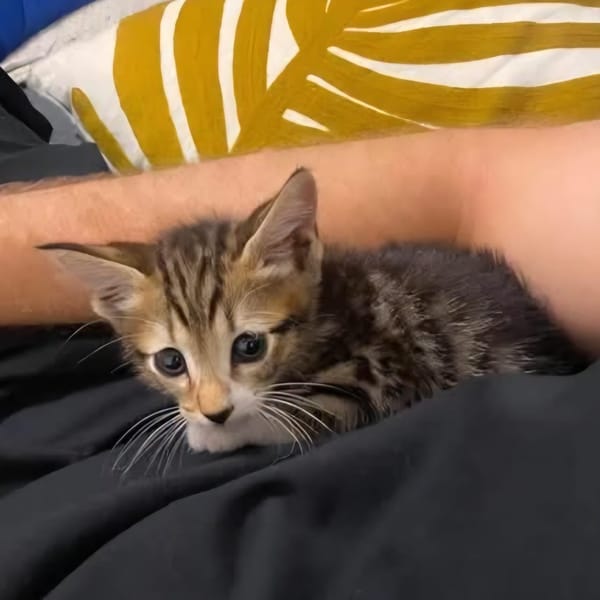 TIPPYTO A ADOPTER AVEC SA SOEUR COCOLA OU SEUL SI DÉJÀ UN CHAT PRÉSENT CHEZ VOUS