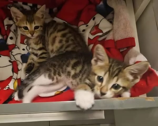TIPPYTO A ADOPTER AVEC SA SOEUR COCOLA OU SEUL SI DÉJÀ UN CHAT PRÉSENT CHEZ VOUS