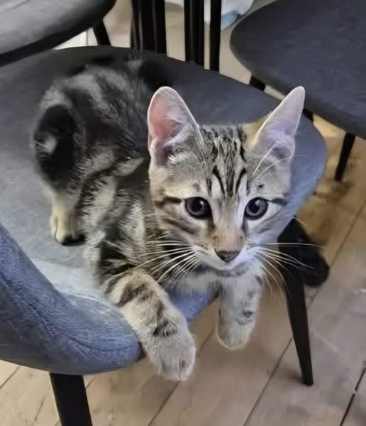 CALIBAN À ADOPTER EN DUO OU SEUL SI DÉJÀ UN CHAT PRÉSENT CHEZ VOUS