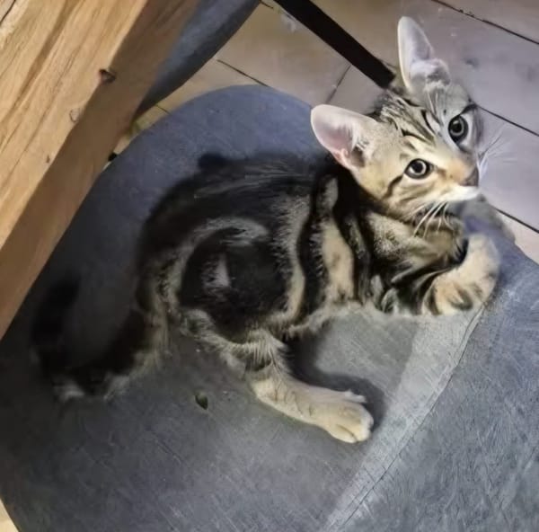 CALIBAN À ADOPTER EN DUO OU SEUL SI DÉJÀ UN CHAT PRÉSENT CHEZ VOUS