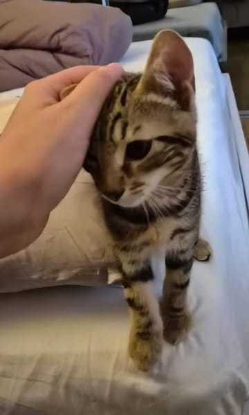 CALIBAN À ADOPTER EN DUO OU SEUL SI DÉJÀ UN CHAT PRÉSENT CHEZ VOUS