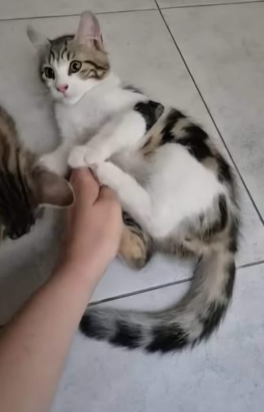 AZRIEL A ADOPTER EN DUO OU SEUL SI DÉJÀ UN CHAT PRÉSENT CHEZ VOUS