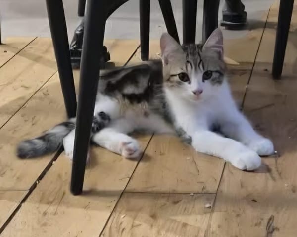 AZRIEL A ADOPTER EN DUO OU SEUL SI DÉJÀ UN CHAT PRÉSENT CHEZ VOUS