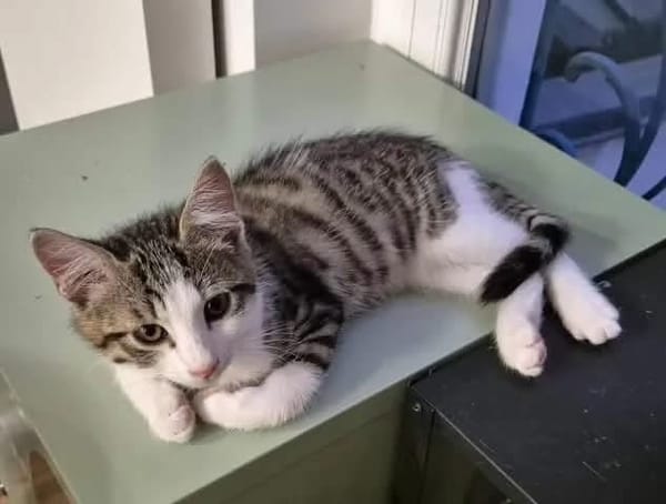 FISHER A ADOPTER EN DUO OU SEUL SI DÉJÀ UN CHAT PRÉSENT CHEZ VOUS