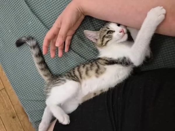 FISHER A ADOPTER EN DUO OU SEUL SI DÉJÀ UN CHAT PRÉSENT CHEZ VOUS