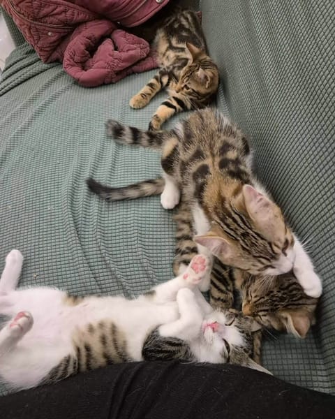 FISHER A ADOPTER EN DUO OU SEUL SI DÉJÀ UN CHAT PRÉSENT CHEZ VOUS