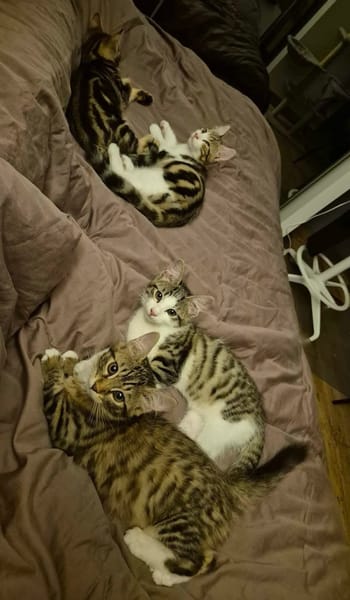 FISHER A ADOPTER EN DUO OU SEUL SI DÉJÀ UN CHAT PRÉSENT CHEZ VOUS