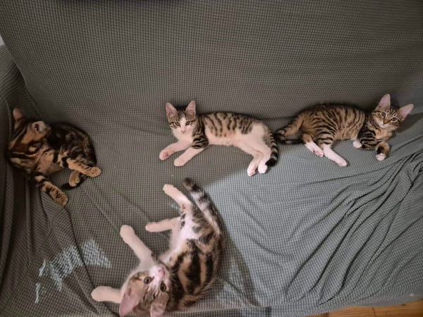 FISHER A ADOPTER EN DUO OU SEUL SI DÉJÀ UN CHAT PRÉSENT CHEZ VOUS