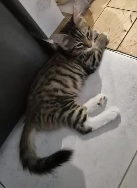 JACE A ADOPTER EN DUO OU SEUL SI DÉJÀ UN CHAT PRÉSENT CHEZ VOUS