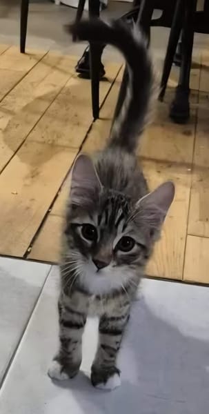 JACE A ADOPTER EN DUO OU SEUL SI DÉJÀ UN CHAT PRÉSENT CHEZ VOUS
