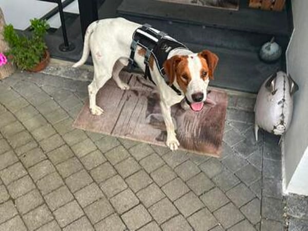 Beci - bereit für einen Neustart