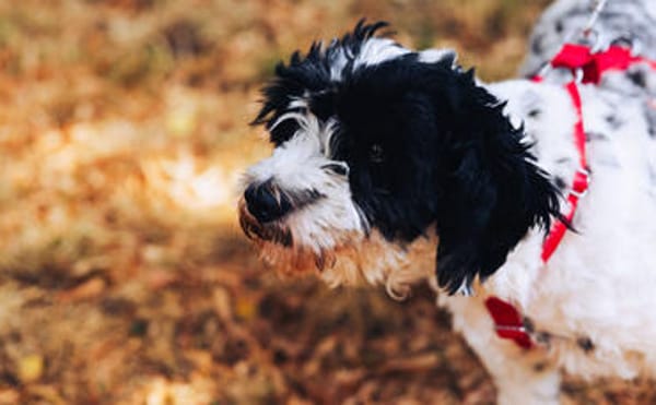 Keno ist ein Traumhund durch und durch!
