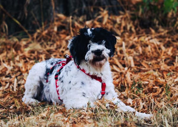Keno ist ein Traumhund durch und durch!