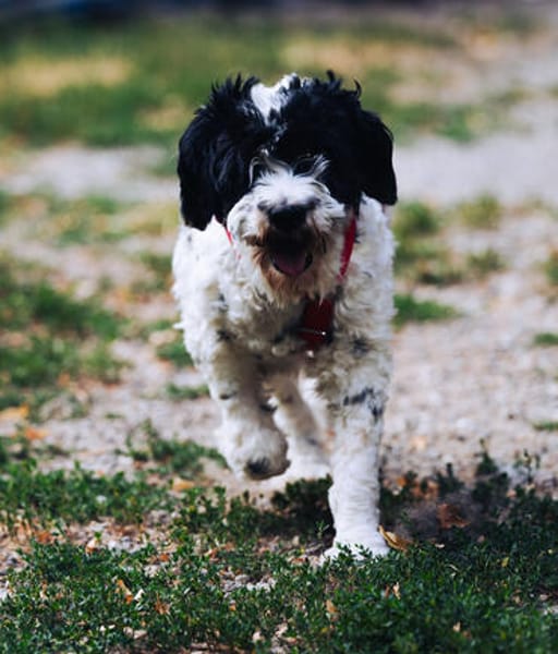 Keno ist ein Traumhund durch und durch!
