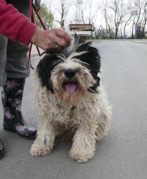 Keno ist ein Traumhund durch und durch!