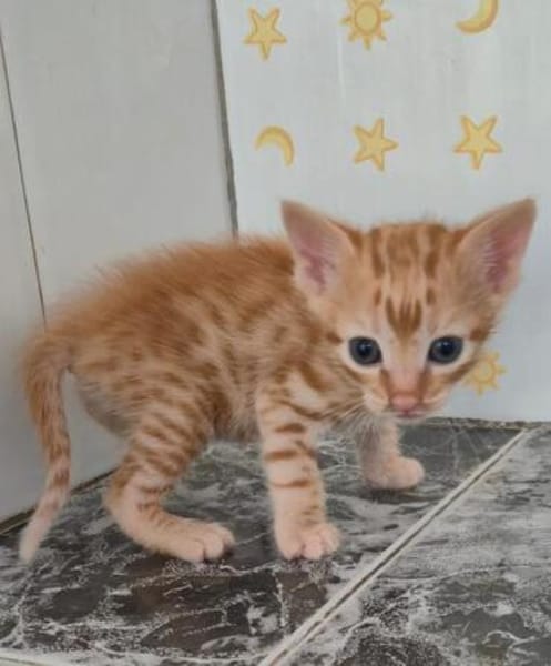 Süße kleine Katzen  Turron & Mango