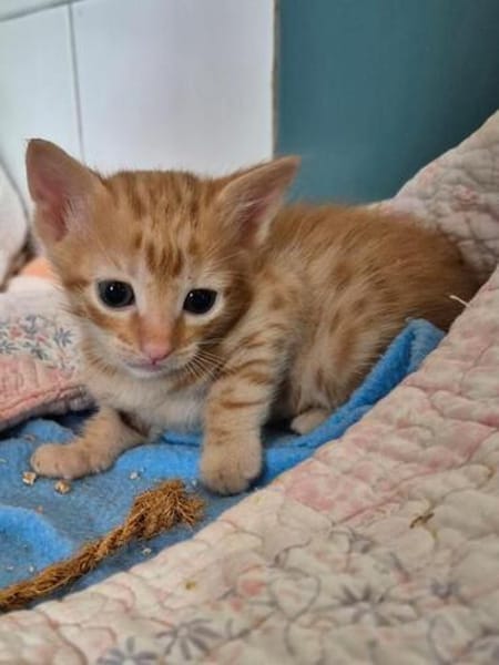 Süße kleine Katzen  Turron & Mango