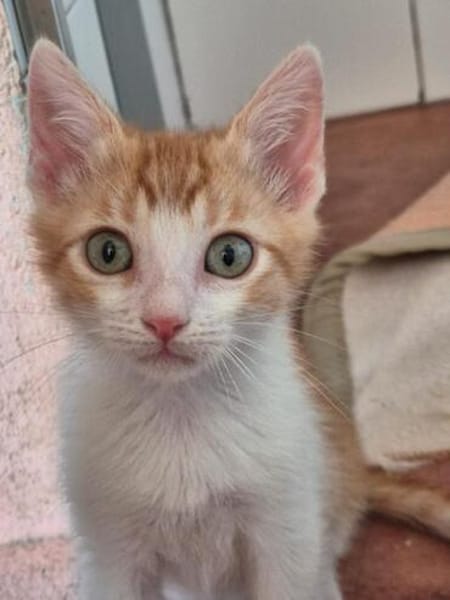 Süße kleine Katzen  Turron & Mango