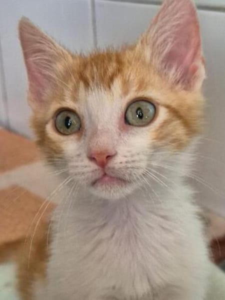Süße kleine Katzen  Turron & Mango