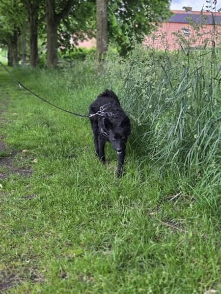 🍀 Winnie sucht sein für immer Zuhause 🐶✨