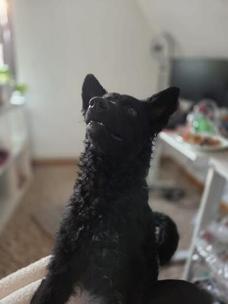 🍀 Winnie sucht sein für immer Zuhause 🐶✨