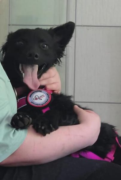 🍀 Winnie sucht sein für immer Zuhause 🐶✨