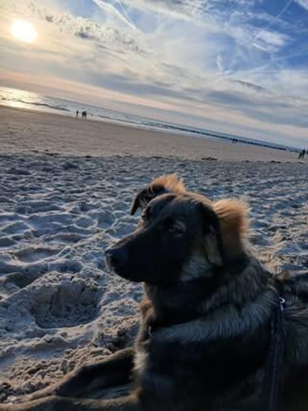 🐾💙 Yoyo sucht seine für immer Familie