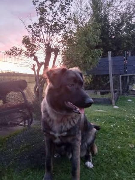 🐾💙 Yoyo sucht seine für immer Familie