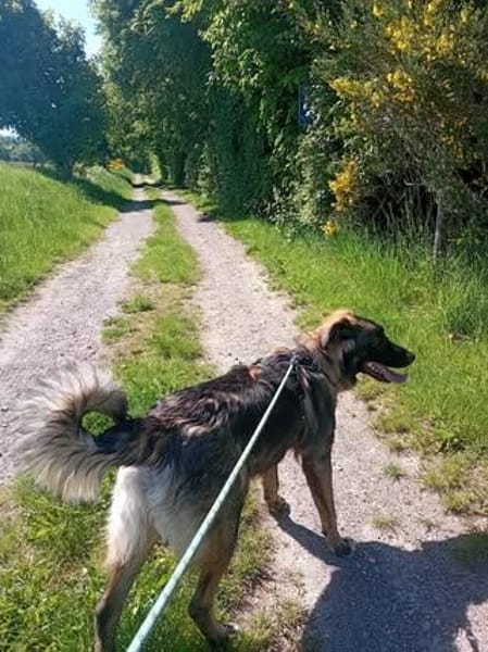 🐾💙 Yoyo sucht seine für immer Familie