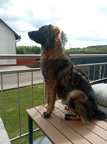 🐾💙 Yoyo sucht seine für immer Familie