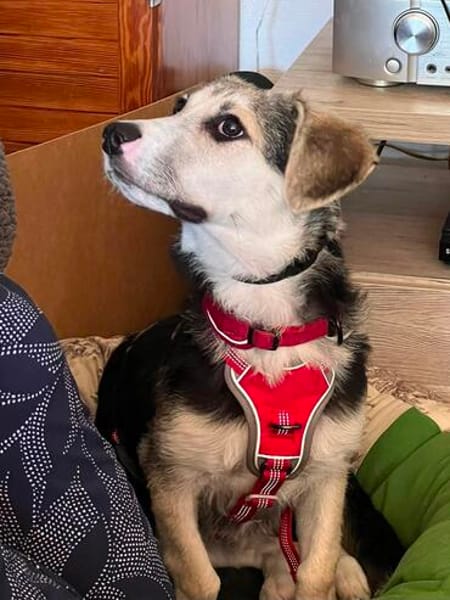 Kleiner charmanter Eddie sucht dringend eine Familie