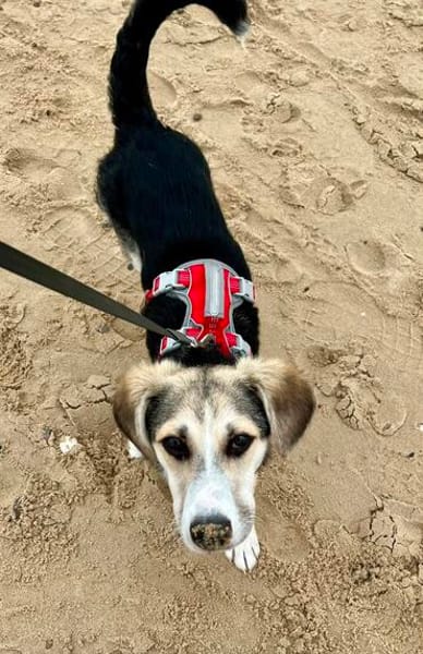 Kleiner charmanter Eddie sucht dringend eine Familie