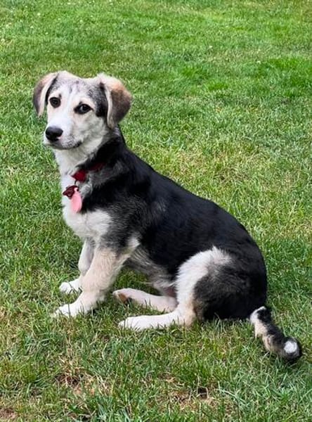 Kleiner charmanter Eddie sucht dringend eine Familie