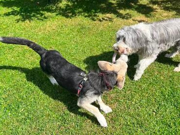 Kleiner charmanter Eddie sucht dringend eine Familie