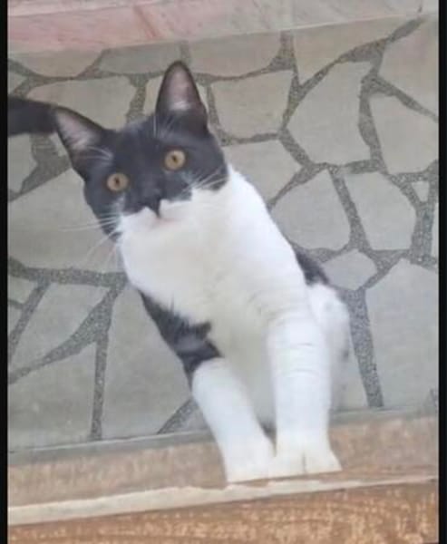 Paco sucht als Einzelkatze mit Freigang
