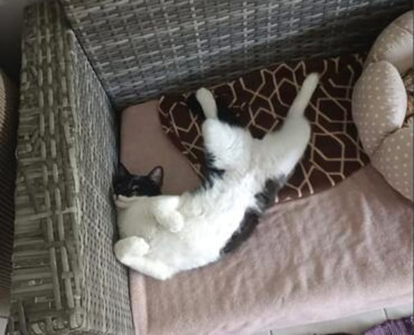 Paco sucht als Einzelkatze mit Freigang