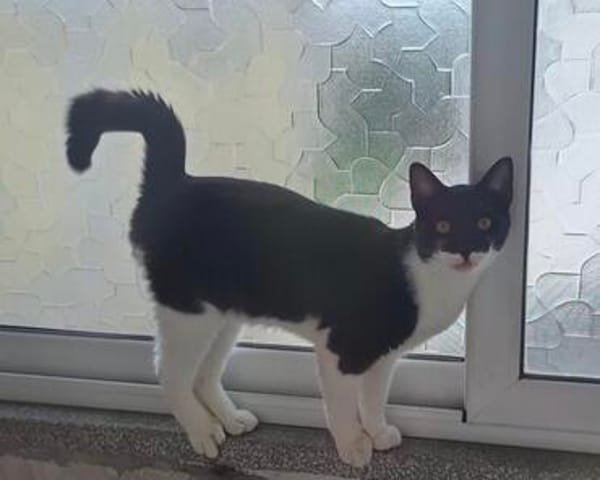 Paco sucht als Einzelkatze mit Freigang