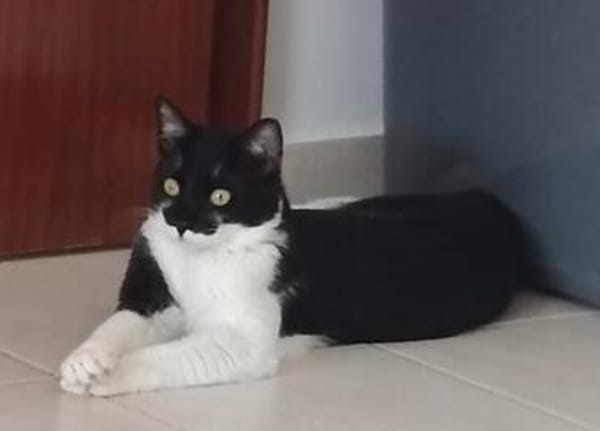 Paco sucht als Einzelkatze mit Freigang