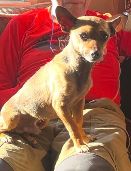 Pinscher-Chihuahua-Mix Dobby