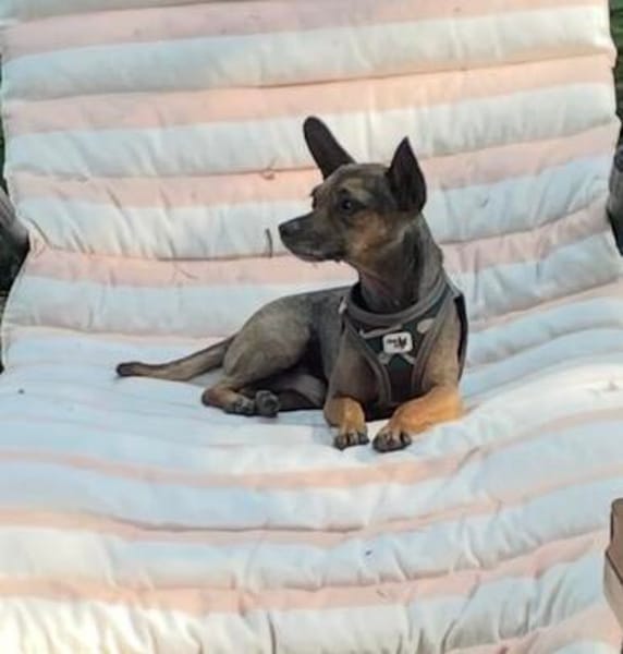 Pinscher-Chihuahua-Mix Dobby