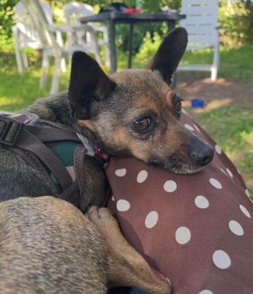 Pinscher-Chihuahua-Mix Dobby