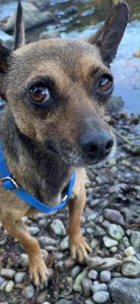 Pinscher-Chihuahua-Mix Dobby