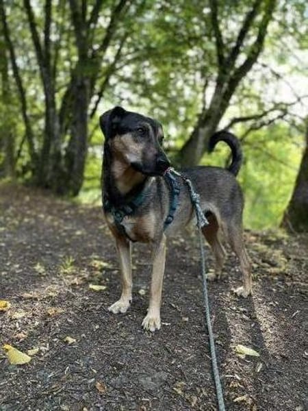 Bracken-Mix BOBBY❤ !Notfall!