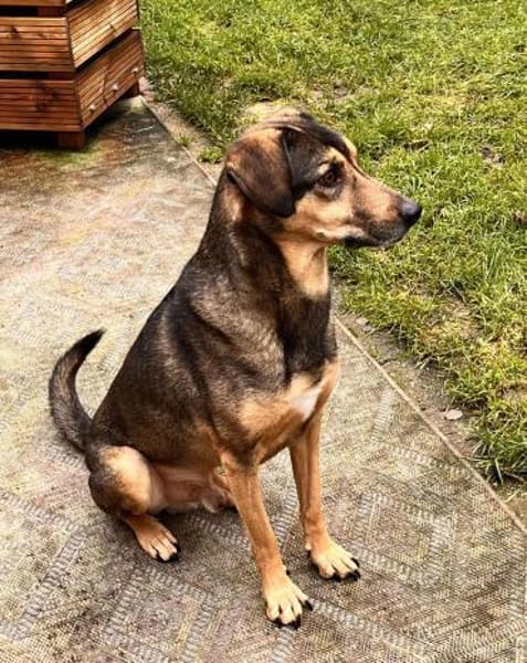 Bracken-Mix BOBBY❤ !Notfall!