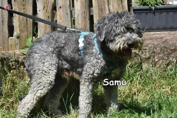 SAMU