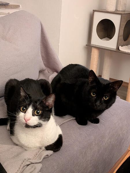 Melfi & Gines suchen gemeinsam ihr Für-immer-Zuhause