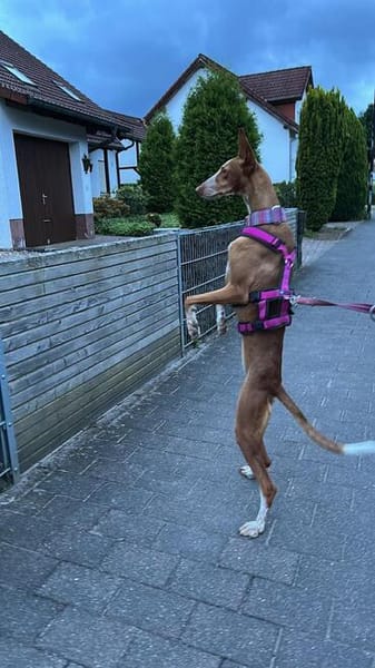 Schönheit sucht liebevolles Zuhause
