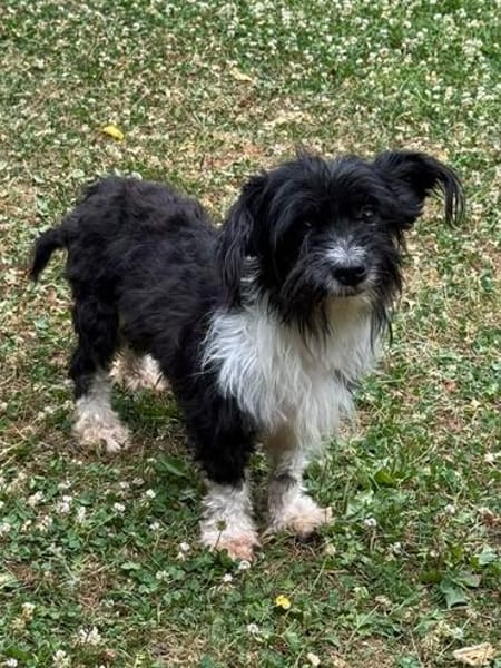 FINJA-zuckersüße Yorkshire-Terrier-Mix-Hündin