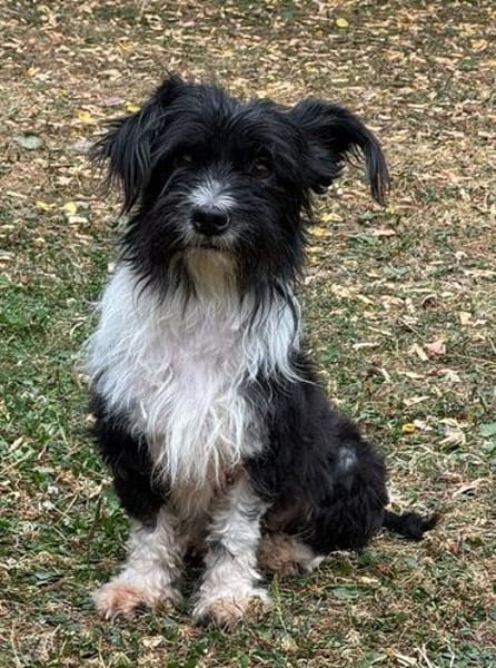FINJA-zuckersüße Yorkshire-Terrier-Mix-Hündin